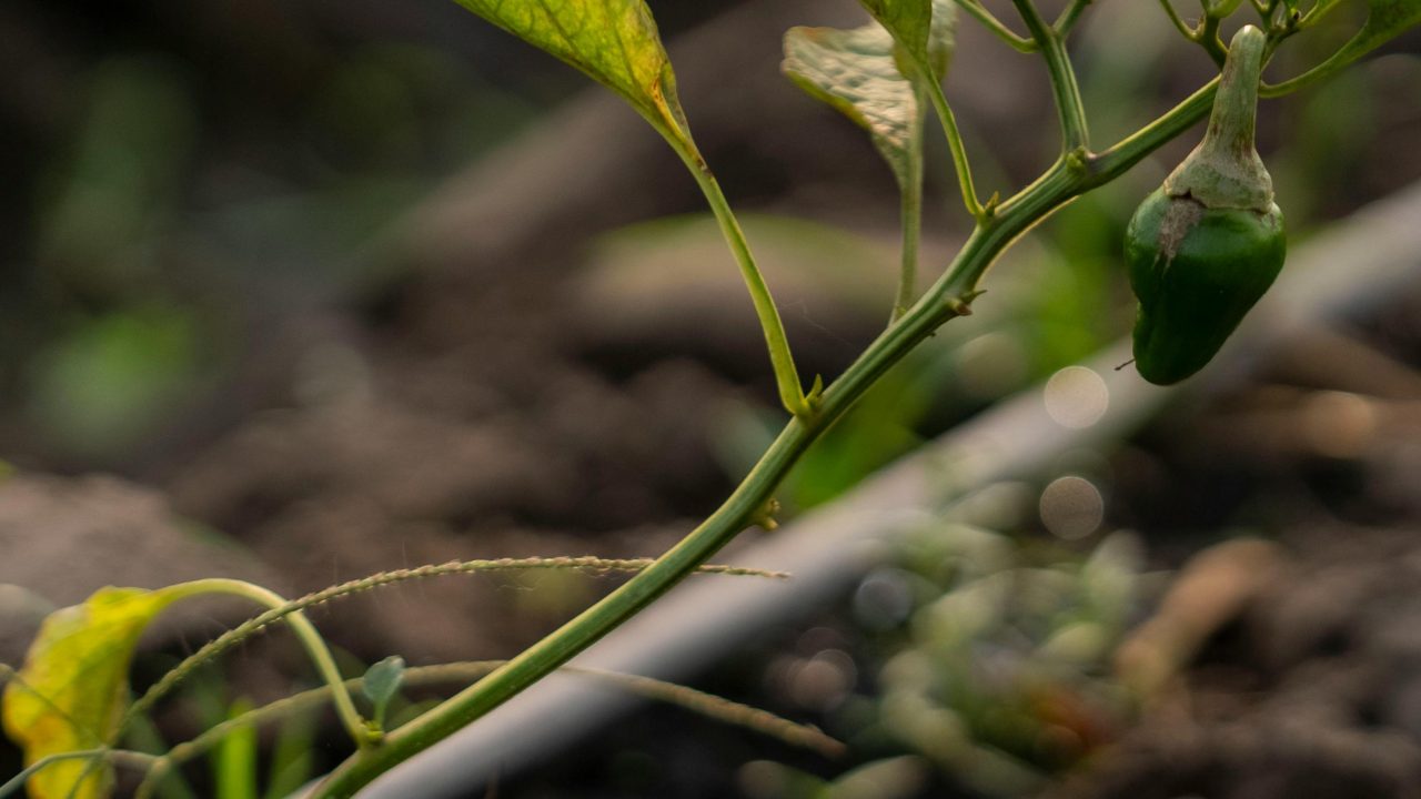 Save Time and Water in South African Gardens with Mulch and Efficient Watering Systems