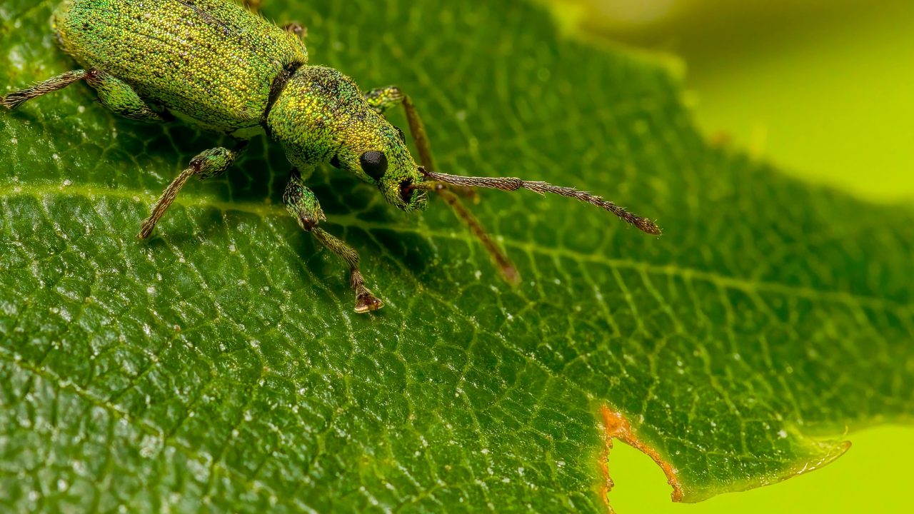 Signs Your Plants Need More Care in South Africa (And How to Fix It)