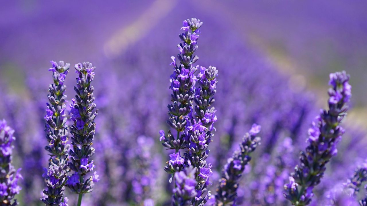 Step-by-Step Guide to Starting a Low-Maintenance Garden in South Africa