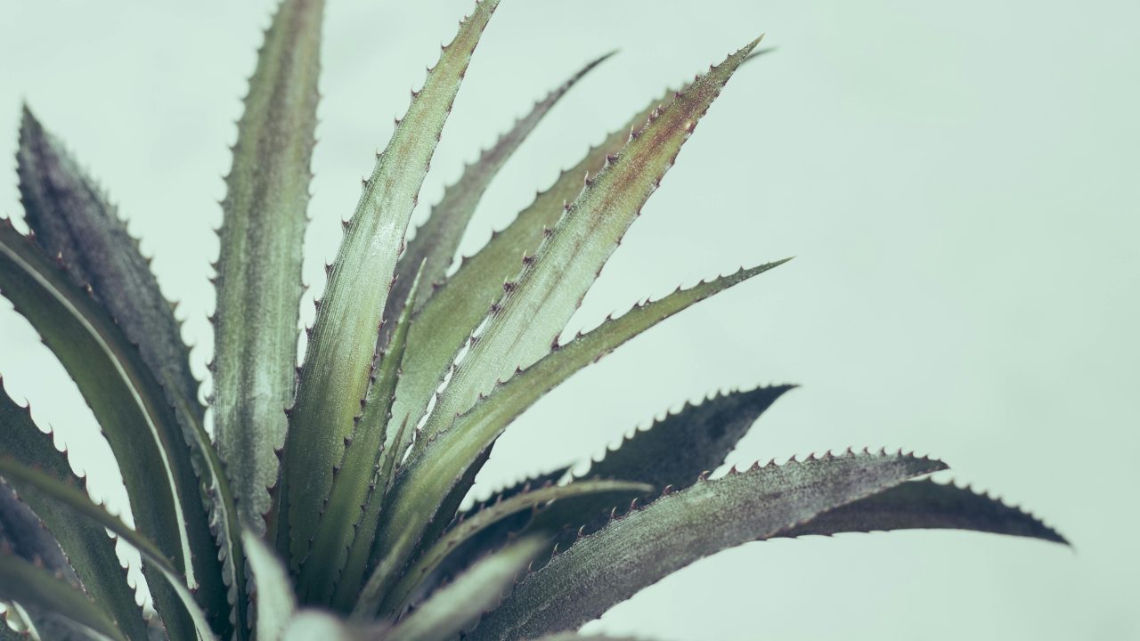 Top Indigenous Low-Maintenance Plants for South African Gardens in 2025